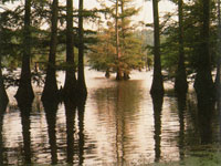 Lake Bistineau - Louisiana
