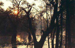 Auduban Swamp Garden - Charleston - South Carolina