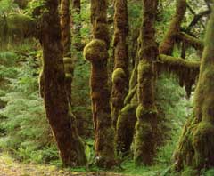 Hoh Rain Forest im Olympic National Park - Washington