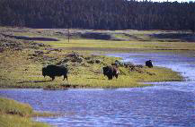 Bisons im Grand Teton National Park - Wyoming